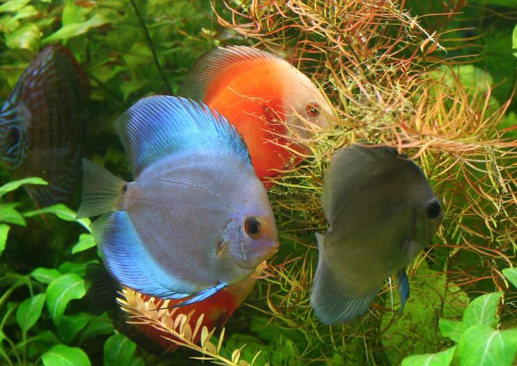 Planet Neptune Oceanarium